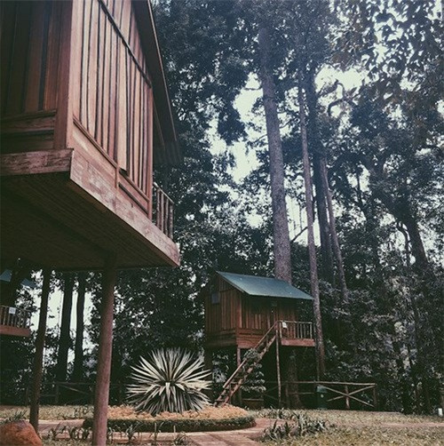 Nằm ở khu du lịch thác DamBri (Bảo Lộc, Lâm Đồng), ngôi nhà tựa vào thân cây cổ thụ tạo cảm giác mới lạ cho khách lưu trú. Ảnh: Nguyễn T. Ngọc Hà on Instagram.