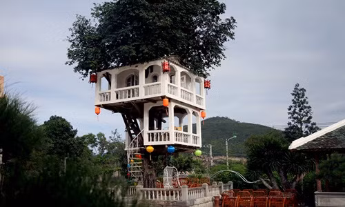 Đam mê cái lạ và muốn trải nghiệm cảm giác lơ lửng, ông Nguyễn Văn Phúng (thôn Phước Thượng, TP Nha Trang, Khánh Hòa) đã xây ngôi nhà trên cây thị cổ thụ. Ảnh: Zing.