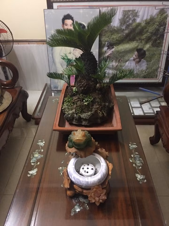 Vạn tuế mini trang trí trên bàn trà đẹp mắt. Ảnh: FB Phuongtony Trinh.