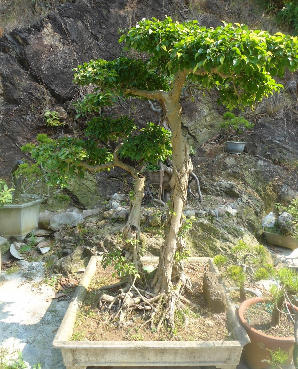 Cây sanh dáng tùng thế phụ tử có 1-0-2. Ảnh: Dodinhtuan.