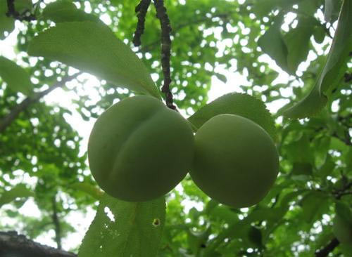 Khi còn non, vỏ quả mơ có màu xanh lục. Ảnh: Blogcaycanh.