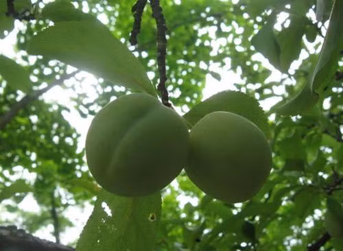 Khi còn non, vỏ quả mơ có màu xanh lục. Ảnh: Blogcaycanh.