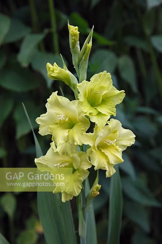 Hoa mua chơi Tết nên chọn hoa có nụ chưa nở, các nụ hoa đều màu. Ảnh: GAP Photos.