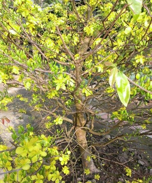 Khi có người hỏi mua, người rao bán sẽ trả lời "inbox" (trả lời riêng) từng người (Ảnh: KT)