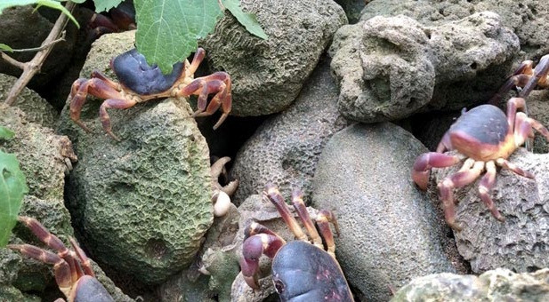 ... Nhưng ngày nay cua dẹp bị săn lùng ráo riết bởi giá bán lên tới 700.000 - 800.000 đồng/kg. Ảnh: Dân Việt.