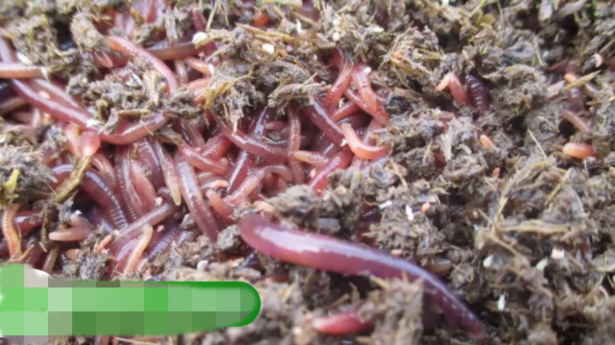 Với tổng quy mô trang trại trên 4.000 m2, trang trại nuôi giun của ông Khang mang về lợi nhuận hàng chục triệu đồng/tháng. Ảnh: VTC16.