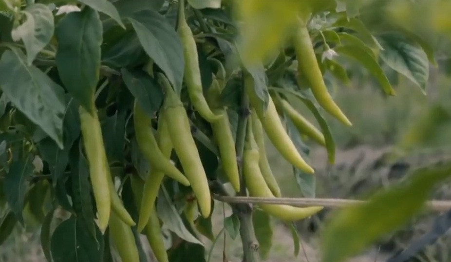 Cây ớt chỉ thiên sau khi trồng 70 - 80 ngày sẽ cho thu hoạch. Ảnh: Nongnghiepsach.