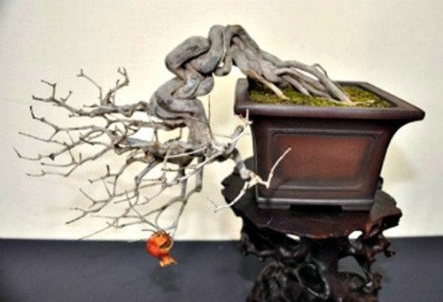 Chậu bonsai lựu dáng thác đổ có 1-0-2. Ảnh: Bonsai Mary.