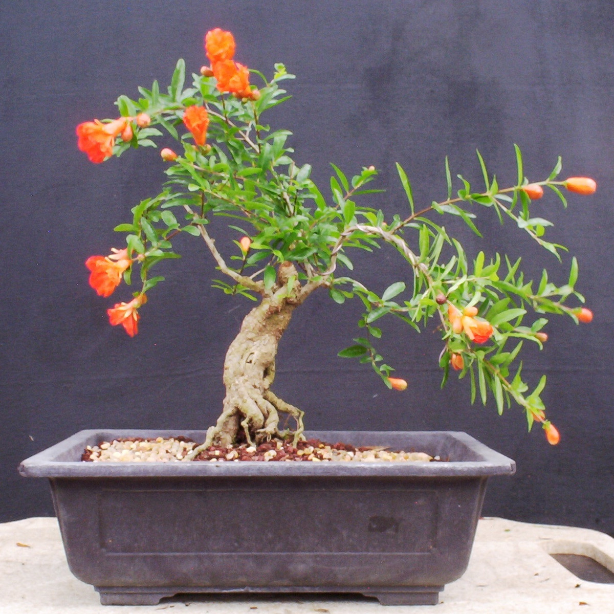Những bông hoa lựu khoe sắc rực rỡ trong nắng. Ảnh: Bonsai Beginnings.