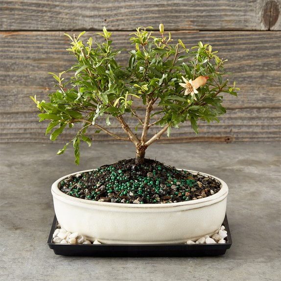 Lựu lùn được các bạn trẻ săn lùng vì đặc tính dễ trồng, dễ ra hoa kết trái. Ảnh: Williams Sonoma.