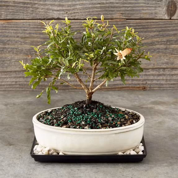 Lựu lùn được các bạn trẻ săn lùng vì đặc tính dễ trồng, dễ ra hoa kết trái. Ảnh: Williams Sonoma.