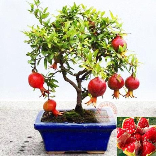 Là cây ưa ánh sáng và nhiệt độ cao, nên cần chú ý trồng lựu ở những có đầy đủ ánh nắng (nắng buổi sáng là tốt nhất). Ảnh: DHgate.