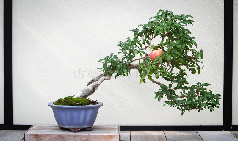 Bonsai lựu nghiêng ngả uốn lượn khá ấn tượng. Ảnh: Dreamstime.