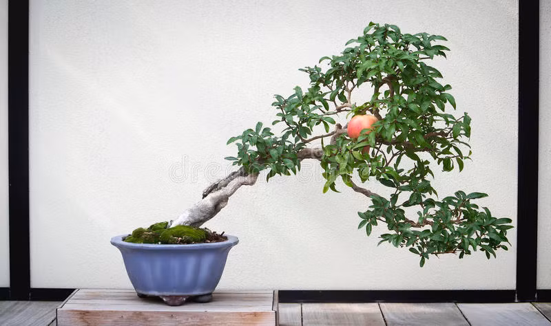 Bonsai lựu nghiêng ngả uốn lượn khá ấn tượng. Ảnh: Dreamstime.