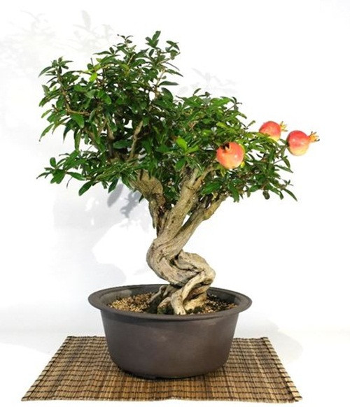 Với chiều cao khoảng 60 cm, chậu bonsai lựu có thể đặt trên bàn trà trang trí phòng khách. Ảnh: Pollice Verde Store.