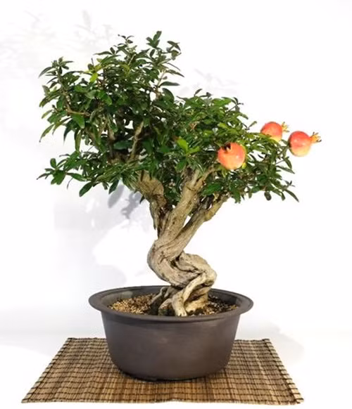 Với chiều cao khoảng 60 cm, chậu bonsai lựu có thể đặt trên bàn trà trang trí phòng khách. Ảnh: Pollice Verde Store.