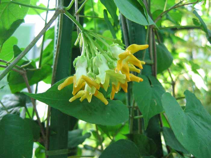 Thiên lý thường được trồng bằng cách giâm cành hoặc cây con giống. Cây cần nhiều nước để bám giàn, vì vậy khi trồng cây vào chậu nên tưới nước từ 1 đến 2 lần mỗi ngày. Ảnh: Baophunu.