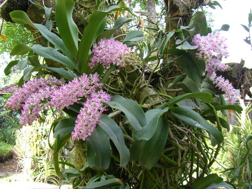 Lan ngọc điểm có mùi thơm nồng, được ưa chuộng bởi nở đúng dịp Tết. Ảnh: Phonglanviet.