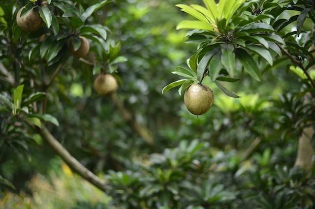 Hồng xiêm Mexico có ưu điểm là trái to, nặng từ 300-450 gram, dạng tròn, vị ngọt, thơm lâu, mềm. Ảnh: Khoeplus.