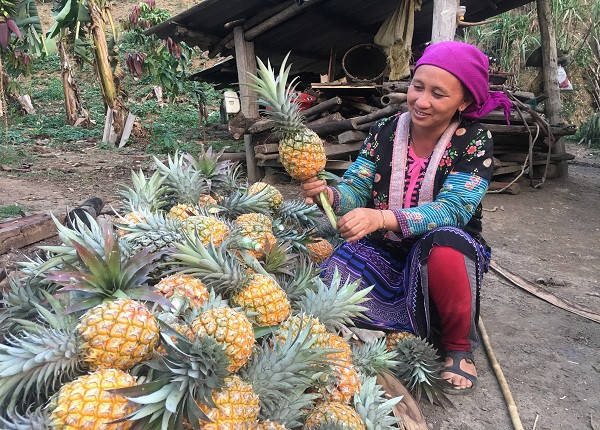 Sau lứa đầu tiên, cứ khoảng 4 tháng là có thể tiếp tục thu hoạch dứa. Ảnh: Dân Việt.