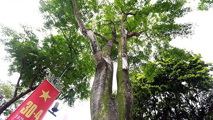 Được xếp vào danh sách những loài cây đắt đỏ bậc nhất thế giới, mỗi cây sưa đỏ 20 năm tuổi trở nên đều có giá hàng chục tỷ đồng. Ảnh: VOV.