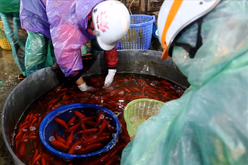 Cá chép tiễn ông Công ông Táo có 2 loại gồm, chép vàng và chép đỏ để phục vụ nhu cầu đa dạng của người dân ngày 23 tháng Chạp.