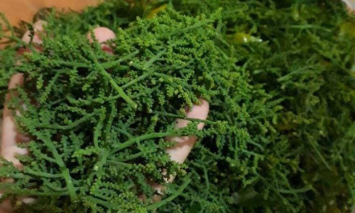 Bat canh hoa rau ngot rung: Ngot lu, dat gap doi thit bo My