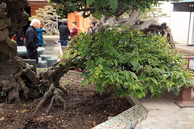 Cây khế thân mốc xù xì, u nổi.