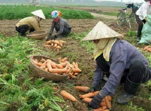 Bởi năng suất tại đây lên tới 3 tấn/sào.