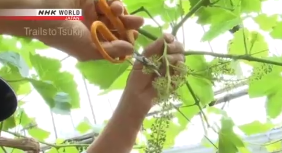 Khi hoa bắt đầu nở, người trồng tỉ mỉ chăm sóc từng chùm một. Ảnh: NHK World.