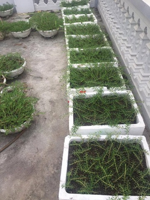 Tương tự, chị Thủy (Thanh Xuân, Hà Nội) cũng thu về tiền lãi cả triệu đồng/ngày với 100 m2 hoa mười giờ trên sân thượng. Ảnh: Vietnamnet.