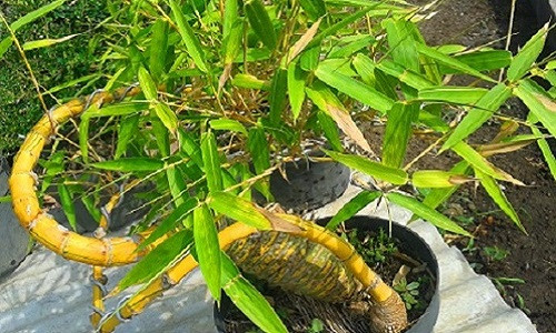 Tre cũng là biểu tượng của loại cây phú quý, mang lại sự no đủ. Ảnh: Bukalapak.