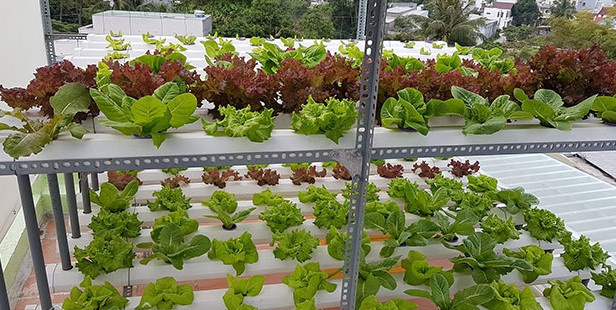 Xung quanh là đủ các loại rau xanh mướt, tươi tốt. Ảnh: Dân Việt.