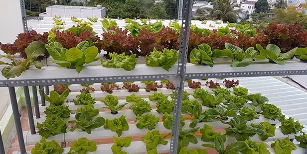 Xung quanh là đủ các loại rau xanh mướt, tươi tốt. Ảnh: Dân Việt.