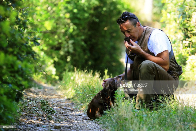 Ước tính mỗi ngày các thợ săn nấm tại Bulgaria có thể thu được 3 tấn nấm cục trufle. Ảnh: Getty Image.