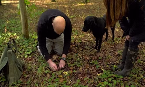 Săn nấm cục trufle không phải là công việc làm giàu trong chớp mắt nhưng nó cũng giúp người thợ có nguồn thu nhập ổn định. Ảnh: Itv.