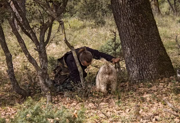 Những chú chó được huấn luyện để tìm ra vị trí của loại nấm đắt nhất thế giới. Ảnh: Eat Yourself Greek.