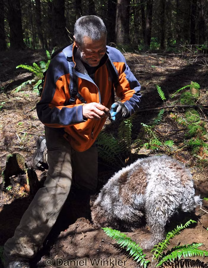 Họ phải len lỏi trong rừng sâu từ tờ mờ sáng và nhờ sự trợ giúp từ những chiếc mũi vô cùng nhạy bén của loài chó. Ảnh: Mushroaming.