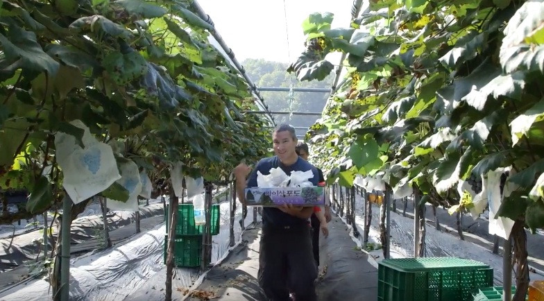 Mùa thu hoạch nho đen Hàn Quốc bắt đầu từ tháng 9 đến tháng 11. Ảnh: Youtube.