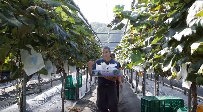 Mùa thu hoạch nho đen Hàn Quốc bắt đầu từ tháng 9 đến tháng 11. Ảnh: Youtube.