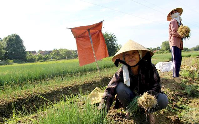 Phường Hương An có khoảng 60ha diện tích hành, xuất ra thị trường từ 12 - 15 tấn hành/ngày đi các chợ đầu mối. Ảnh: Thuathienhueonline.