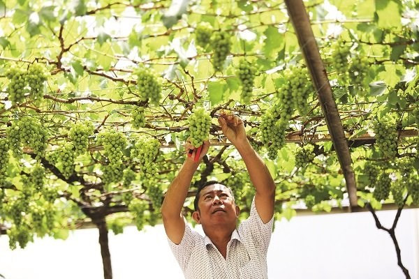Nhiều người tại TP HCM tìm đến ông Ở để mua các cây giống về trồng ở trước nhà, sân thượng. Ảnh: Tinnhanhchungkhoan.