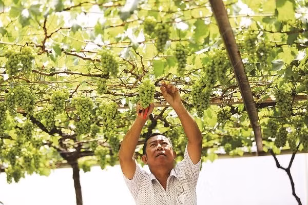 Nhiều người tại TP HCM tìm đến ông Ở để mua các cây giống về trồng ở trước nhà, sân thượng. Ảnh: Tinnhanhchungkhoan.