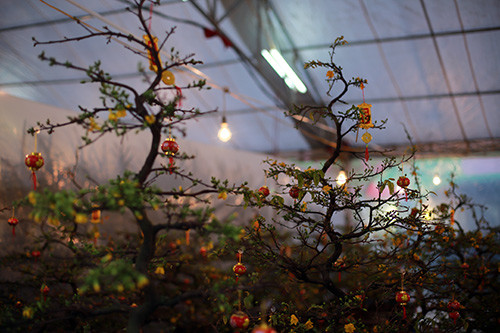 Đèn sưởi cho mai vàng bật suốt ngày đêm. Ảnh: Khám phá.