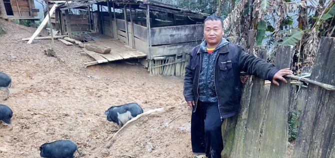 Thậm chí vách ngăn chuồng lợn, hàng rào quanh nhà cũng được làm bằng gỗ pơ mu. Ảnh: Dân Việt.