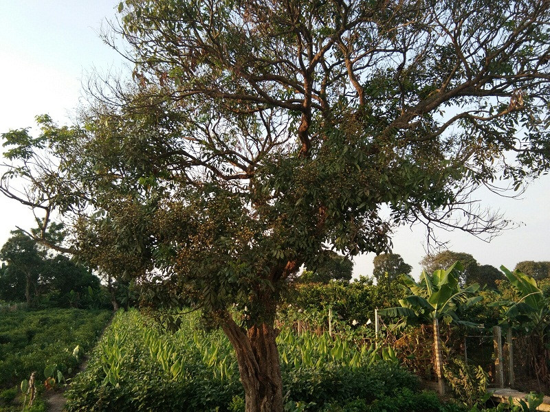 Vài năm nay, nhãn Hưng Yên được ưa chuộng, thương lái các nơi về tận vườn để tìm mua.