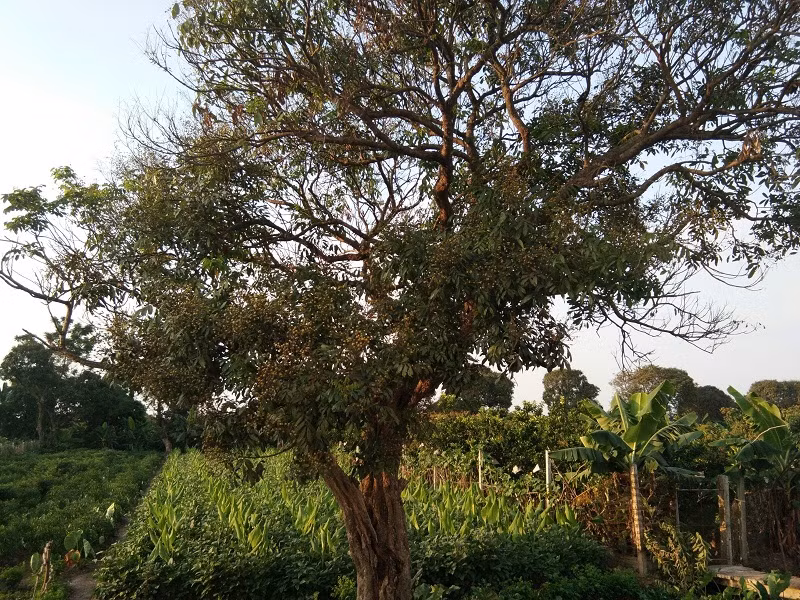 Vài năm nay, nhãn Hưng Yên được ưa chuộng, thương lái các nơi về tận vườn để tìm mua.