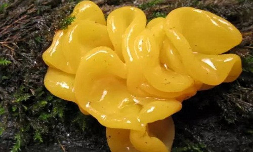 Loại mộc nhĩ đặc biệt này sở hữu một màu vàng óng ả tuyệt đẹp. Ảnh: Sohu.