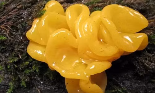 Loại mộc nhĩ đặc biệt này sở hữu một màu vàng óng ả tuyệt đẹp. Ảnh: Sohu.