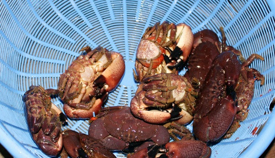 Thợ phải lặn xuống tầm 5-7m ở vùng nông, có khi tới 30m ở vùng sâu. Mỗi lần lặn kéo dài từ 2-5 tiếng đồng hồ. Ảnh: Baohatinh.